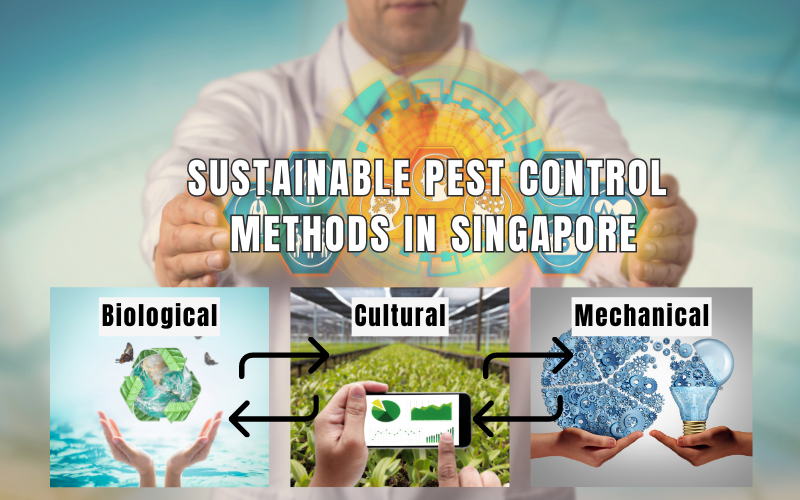 Sustainable Pest Control Methods In Singapore