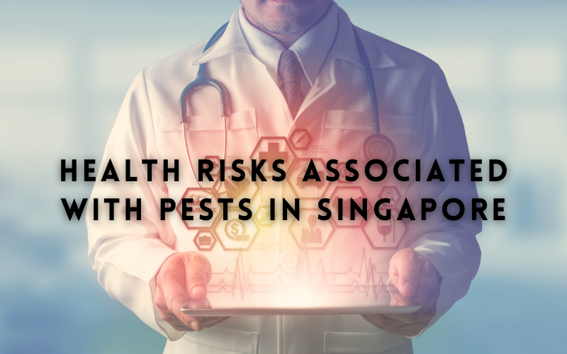 Health Risks Associated With Pests In Singapore And How To Mitigate Them
