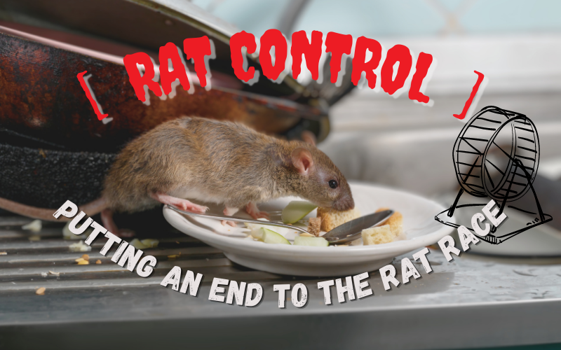 Rat Control In Singapore: What You Need To Know When Dealing With Rats