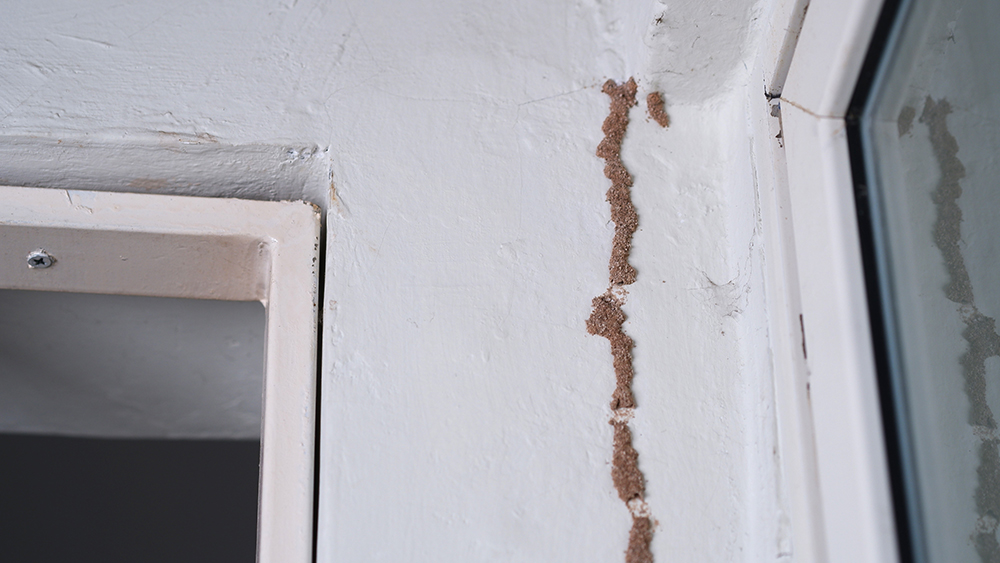 Why Are Termites So Common in Singapore?