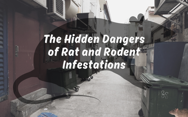 The Hidden Dangers of Rat and Rodent Infestations