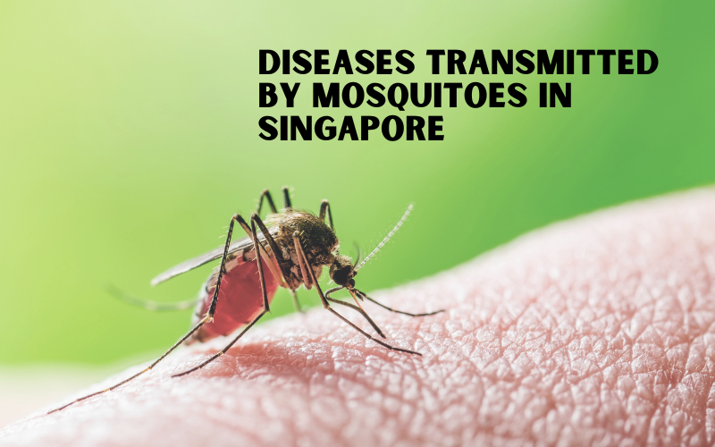 Diseases Transmitted by Mosquitoes in Singapore