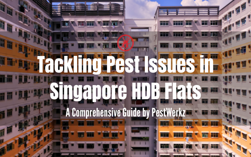 Tackling Pest Issues in HDB Flats in Singapore: A Comprehensive Guide by PestWerkz