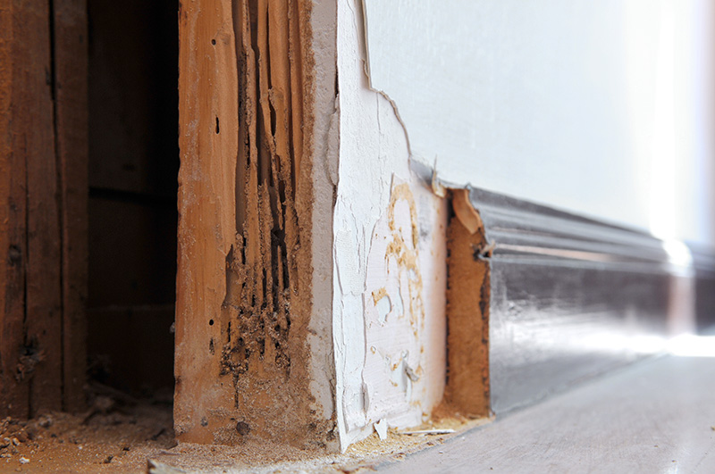 Do You Have a Termite Infestation? Here's How to Tell