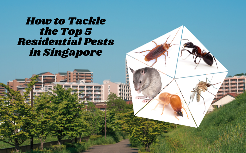 The Top 5 Residential Pests in Singapore and How to Tackle Them