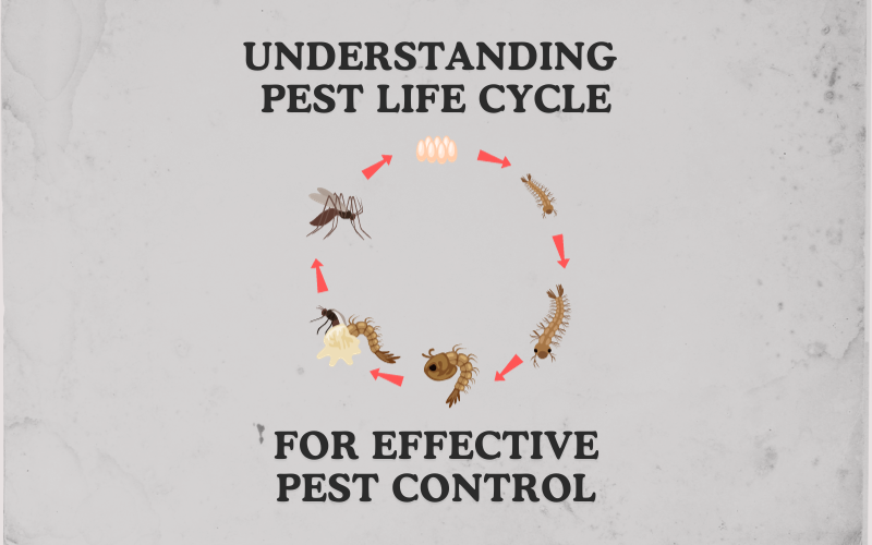 Pest Life Cycles: Why it Matters for Effective Pest Control