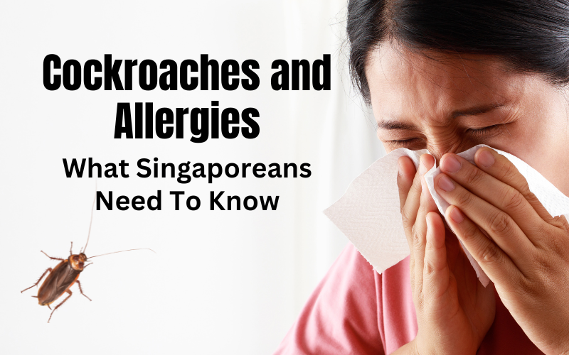 Cockroaches and Allergies: What Singaporeans Need to Know