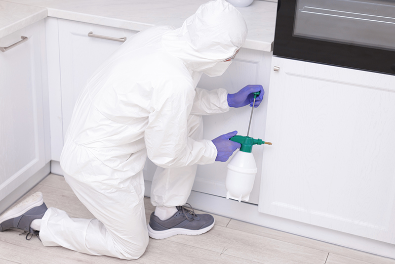 Why Pest Control Is Essential for Restaurants in Singapore