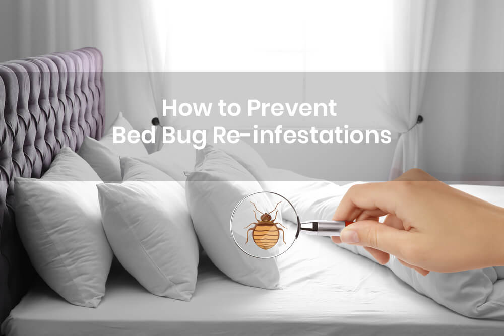 How to Prevent Bed Bug Re-infestations