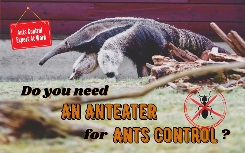 Ants Be Gone: Expert Insights On Preventing And Treating Ant Infestations