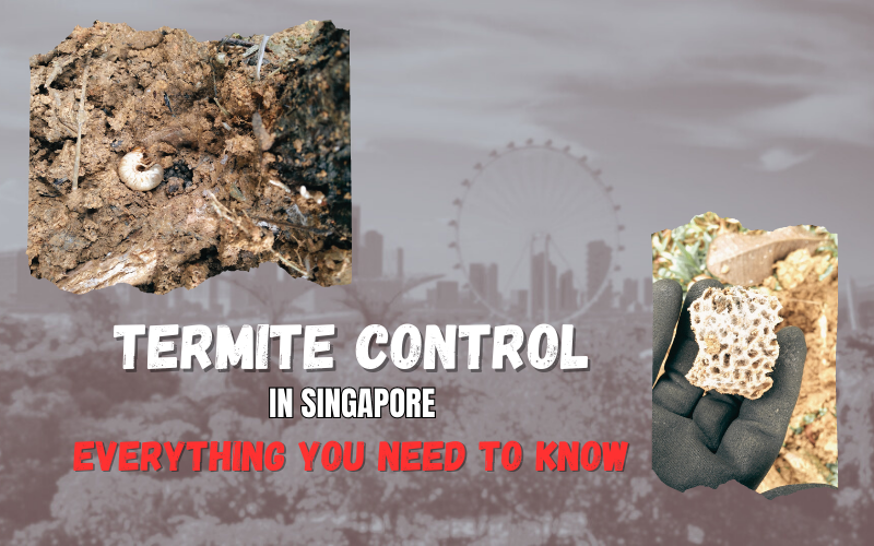 The Complete Guide To Termite Control In Singapore