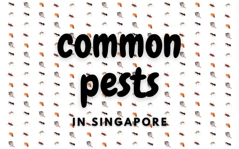 A Brief Overview of Common Pests in Singapore