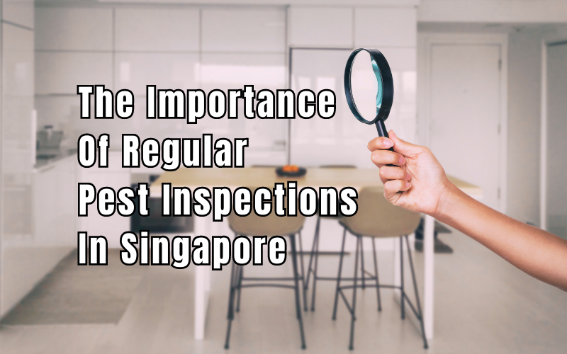 The Importance Of Regular Pest Inspections In Singapore