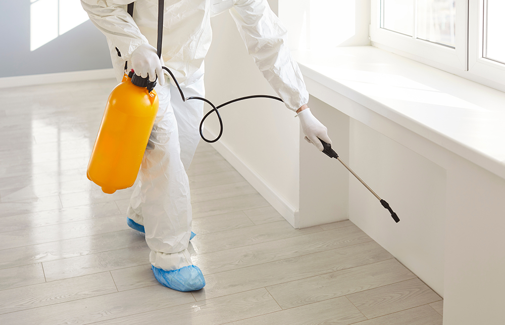 Professional termite removal service 