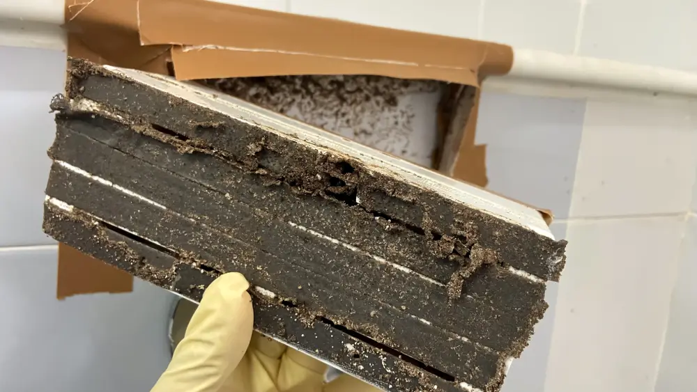 A pest control specialist setting up a termite trap
